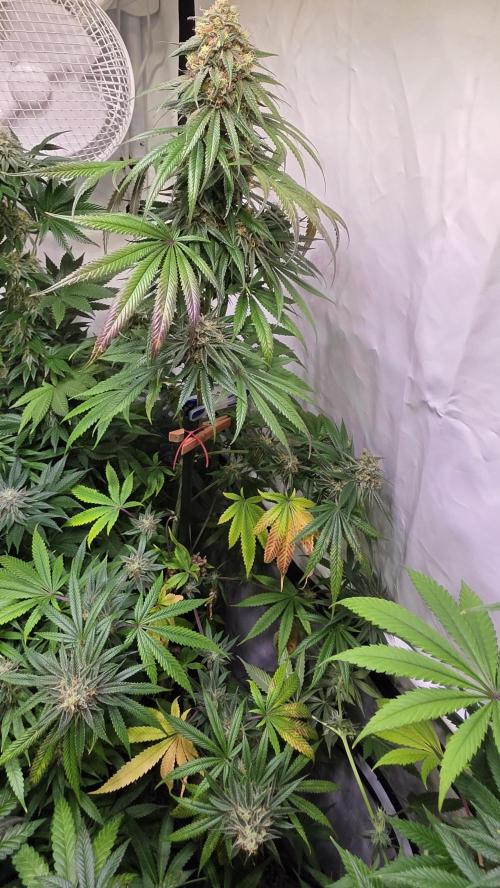 Honey Dipper. Week 12
