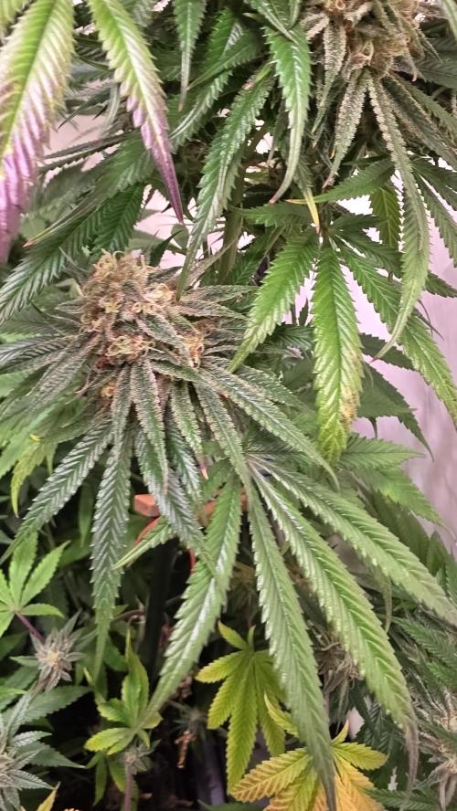 Honey Dipper. Week 12