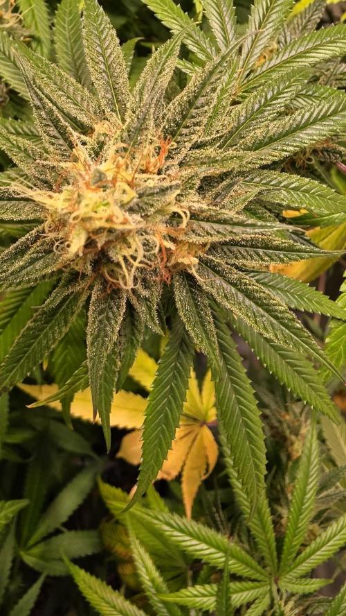 Honey Dipper. Week 12