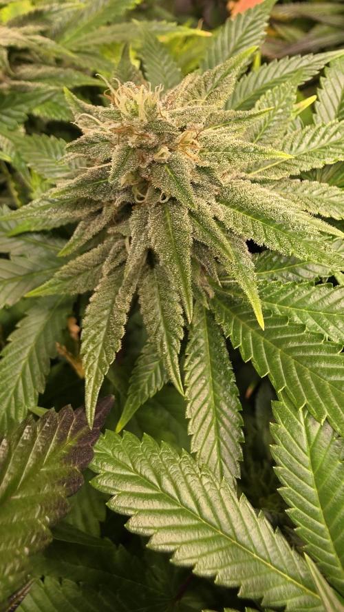 Crunch. Week 12