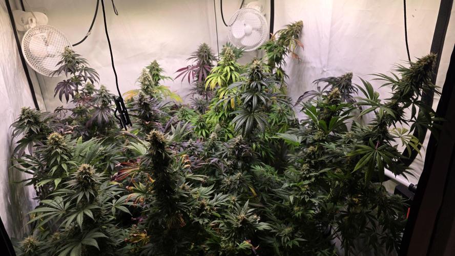 Ztrawberry. Week 13
