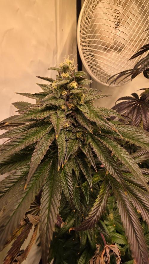 Chikita Manzana. Week 13