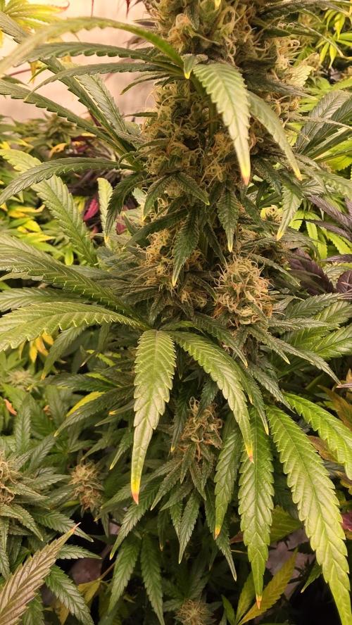 Clementine Slush. Week 13