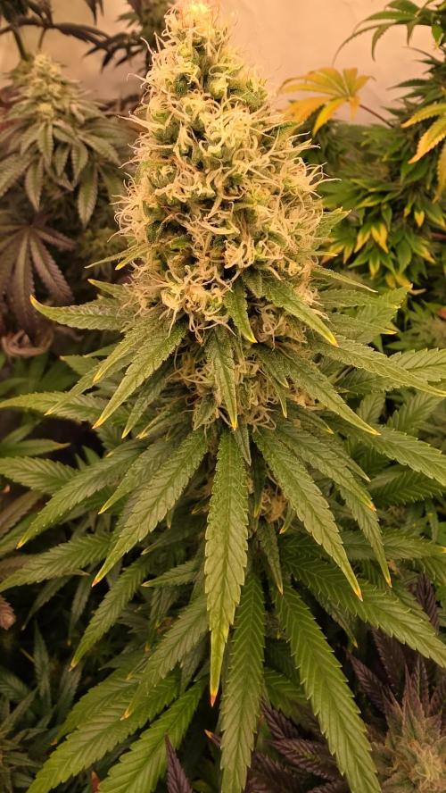 Clementine Slush. Week 13