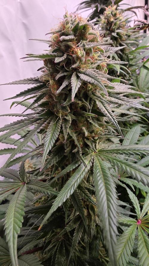 Mexican Sativa. Week 13