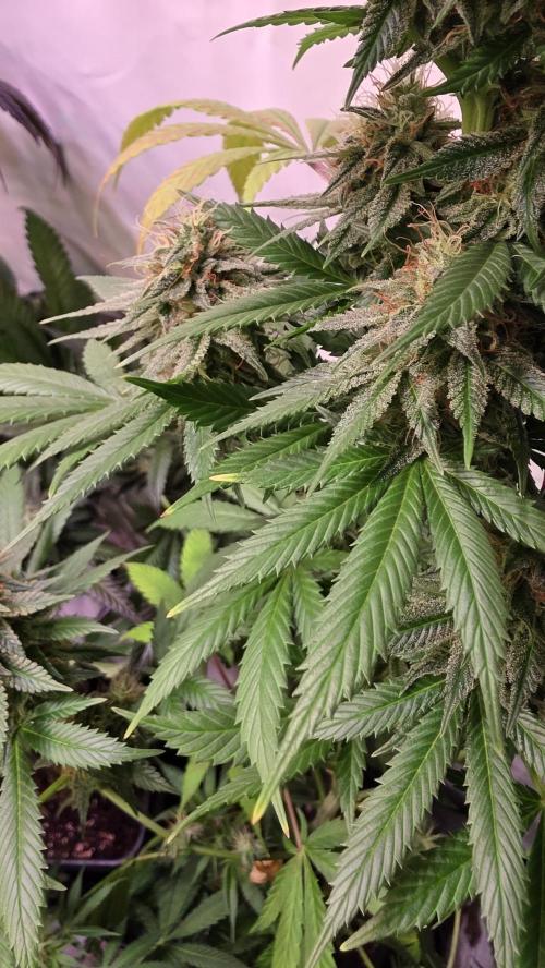 Banana Brawler. Week 13