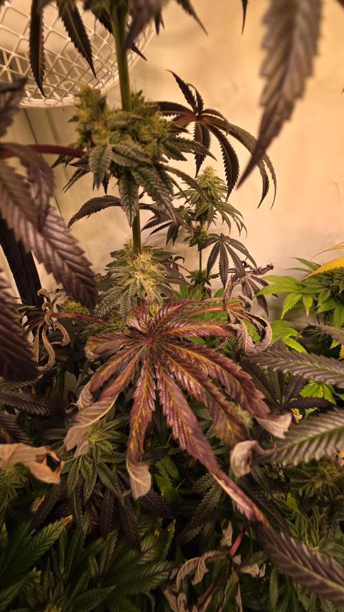 Blue Pirat. Week 13