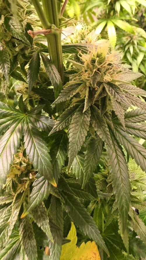 Karibean Mango. Week 13