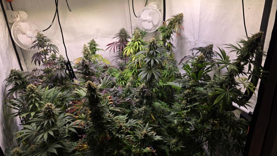 Karibean Mango. Week 13