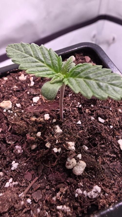 Orange CreamPop. Week 0