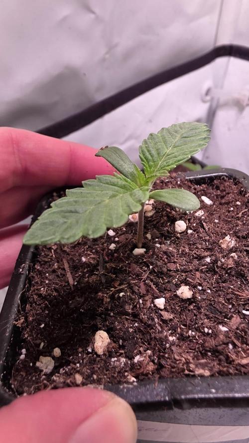Hash Burger. Week 0