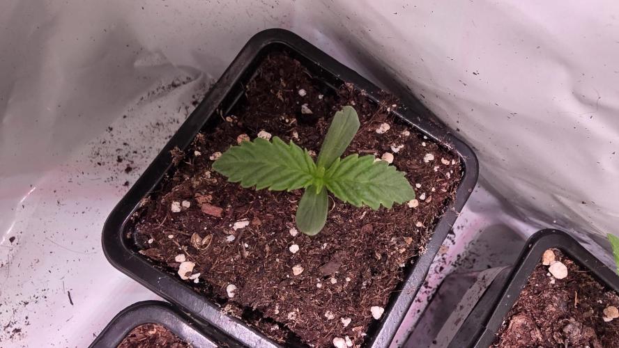 Big Berry Bliss. Week 0