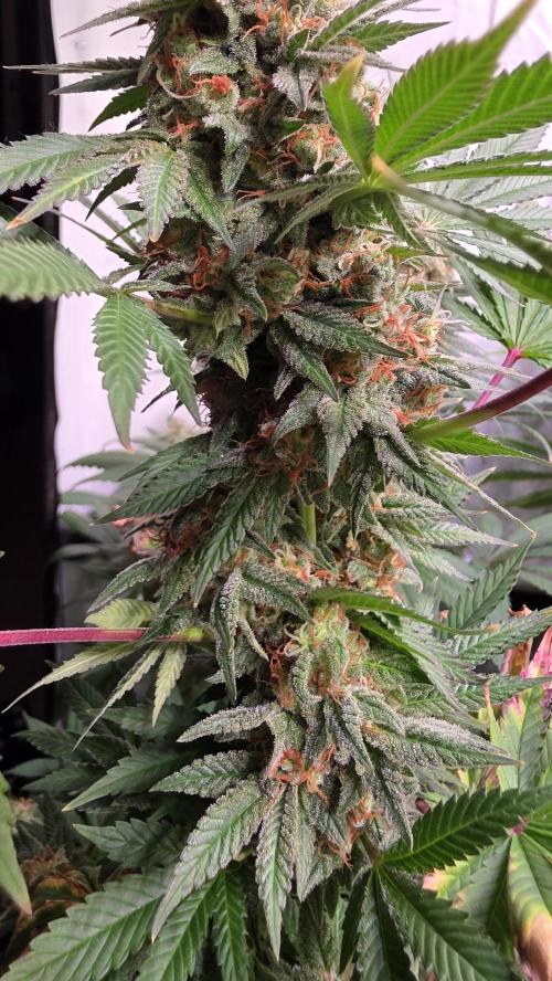 Banana Kush. Week 14