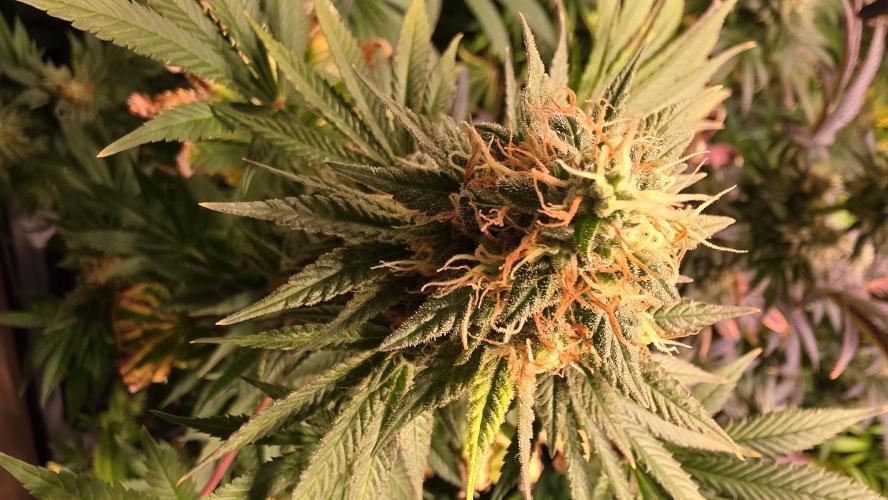 Banana Kush. Week 14