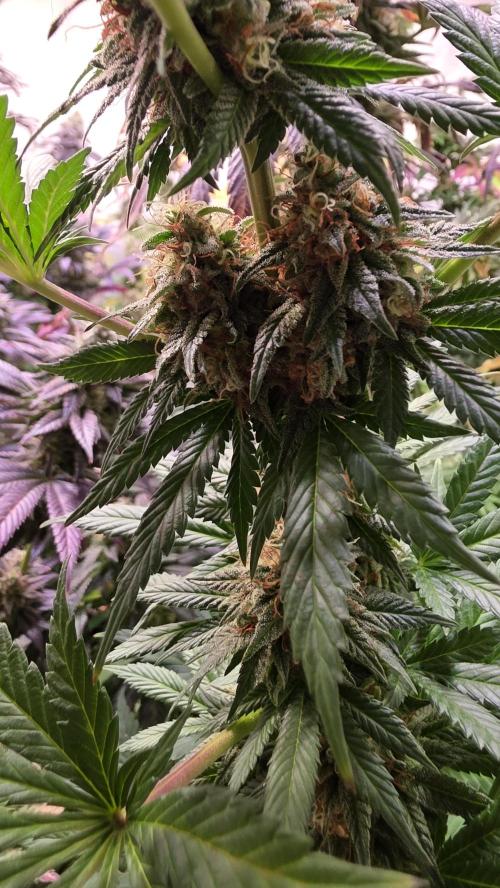 Grease Monkey. Week 14