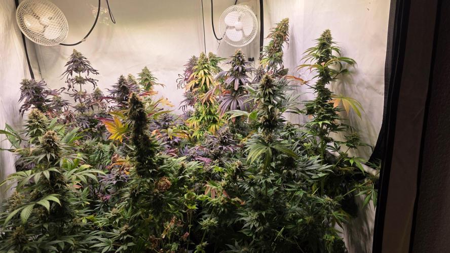 Shiska Lemonade. Week 14