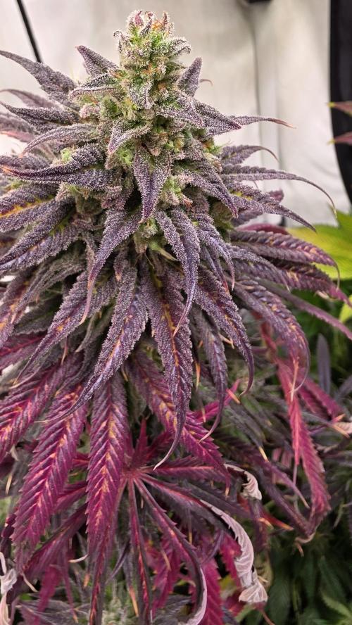 Shiska Lemonade. Week 14