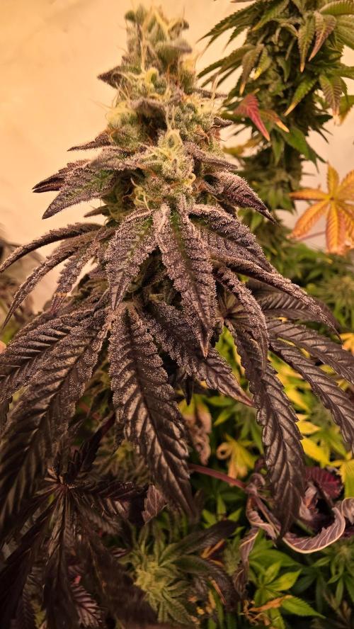 Blue Pirat. Week 14