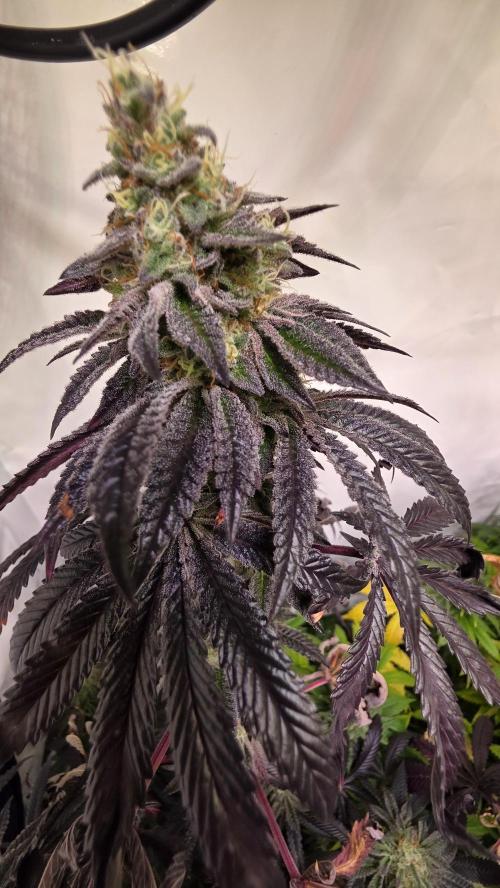 Blue Pirat. Week 14