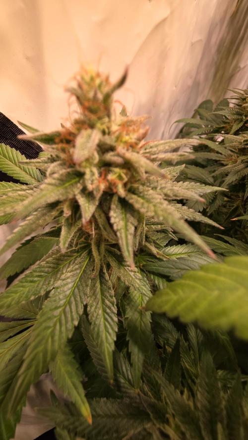 Mexican Sativa. Week 15