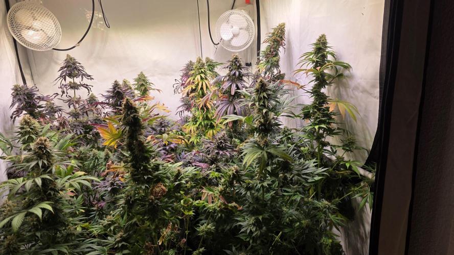 Mexican Sativa. Week 15