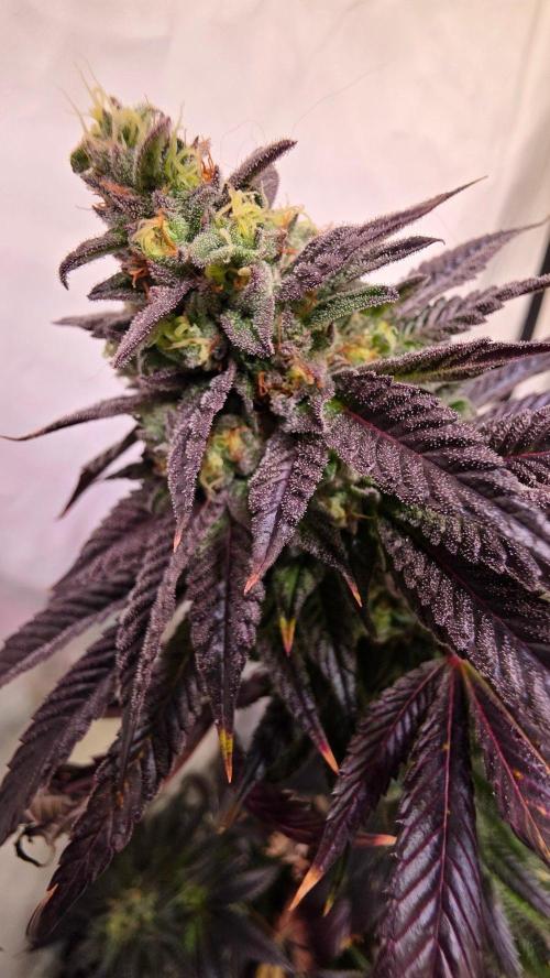 Chikita Manzana. Week 14