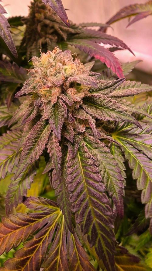 Ztrawberry. Week 14