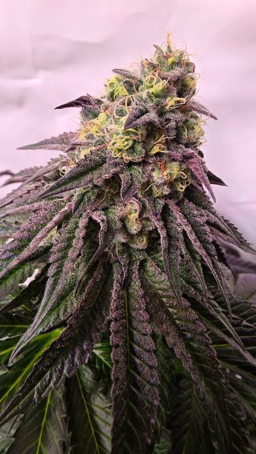Ztrawberry. Week 14