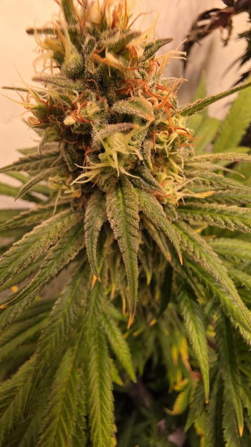 Mango Crack. Week 14