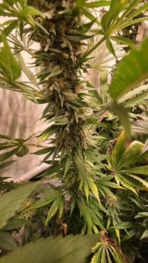 Mango Crack. Week 14