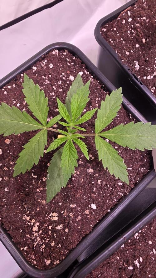 Lemon Cherry Gelato. Week 2