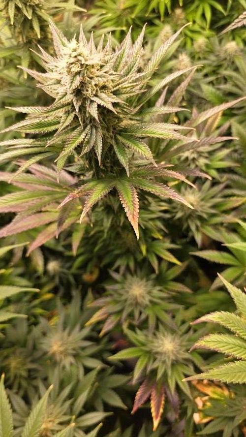Melonade K. Week 12