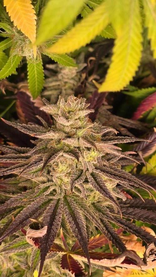 Shiska Lemonade. Week 14