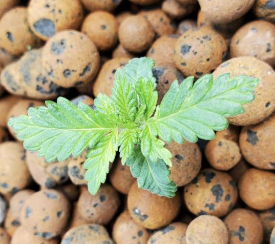 Northern Lights Rerun. Week 0