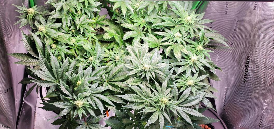 Northern Lights Rerun. Week 11