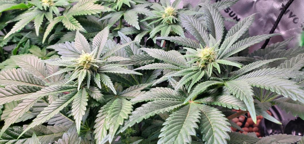 Northern Lights Rerun. Week 11