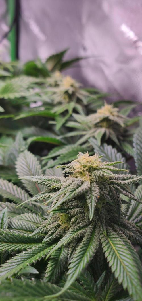 Northern Lights Rerun. Week 12