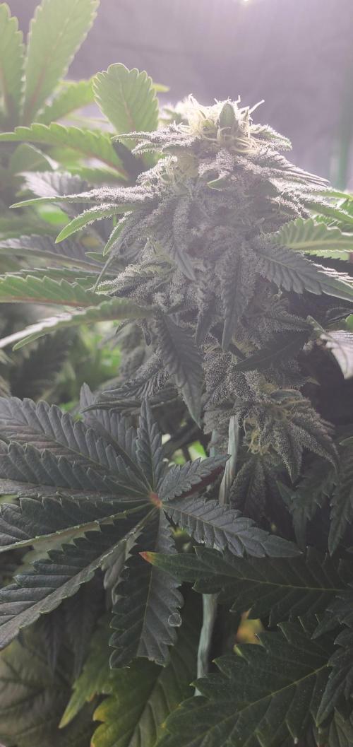 Northern Lights Rerun. Week 12