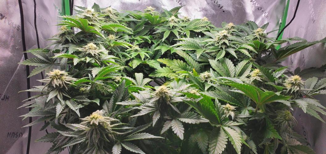 Northern Lights Rerun. Week 12