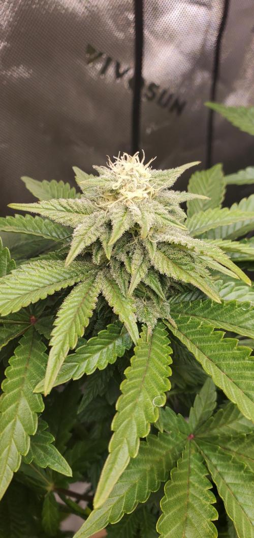 Northern Lights Rerun. Week 12