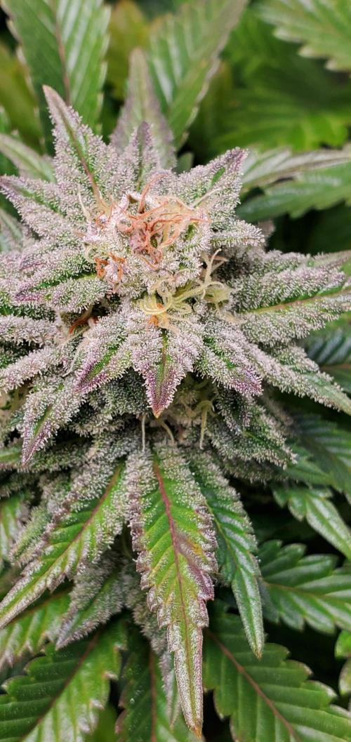 Northern Lights Rerun. Week 13