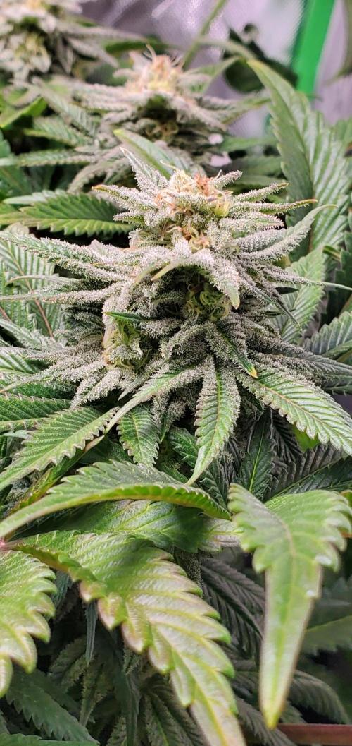 Northern Lights Rerun. Week 13