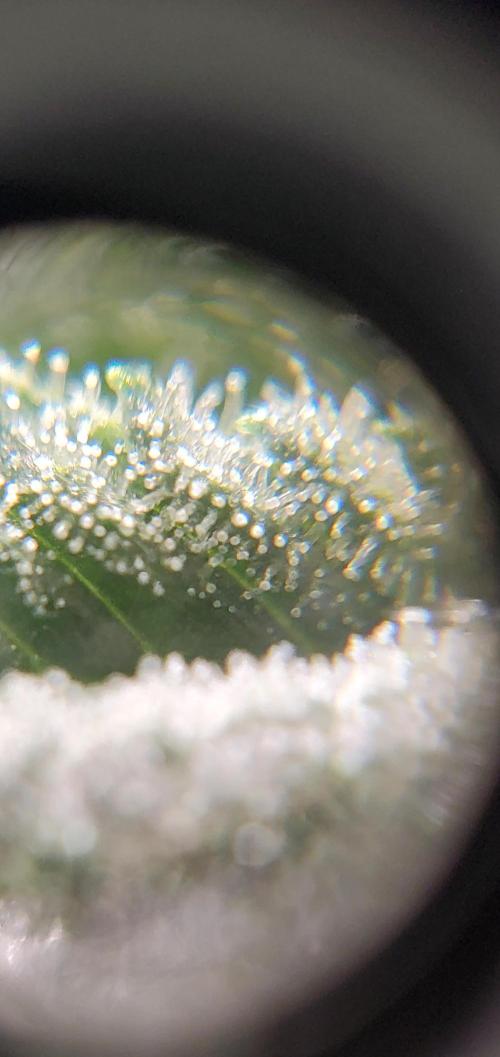 Northern Lights Rerun. Week 13