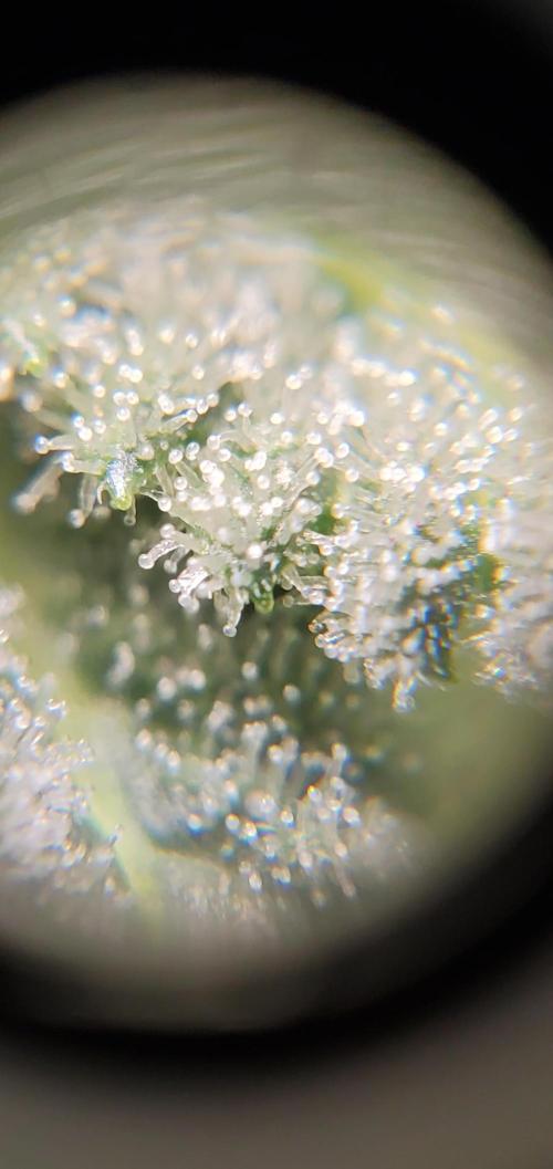 Northern Lights Rerun. Week 13