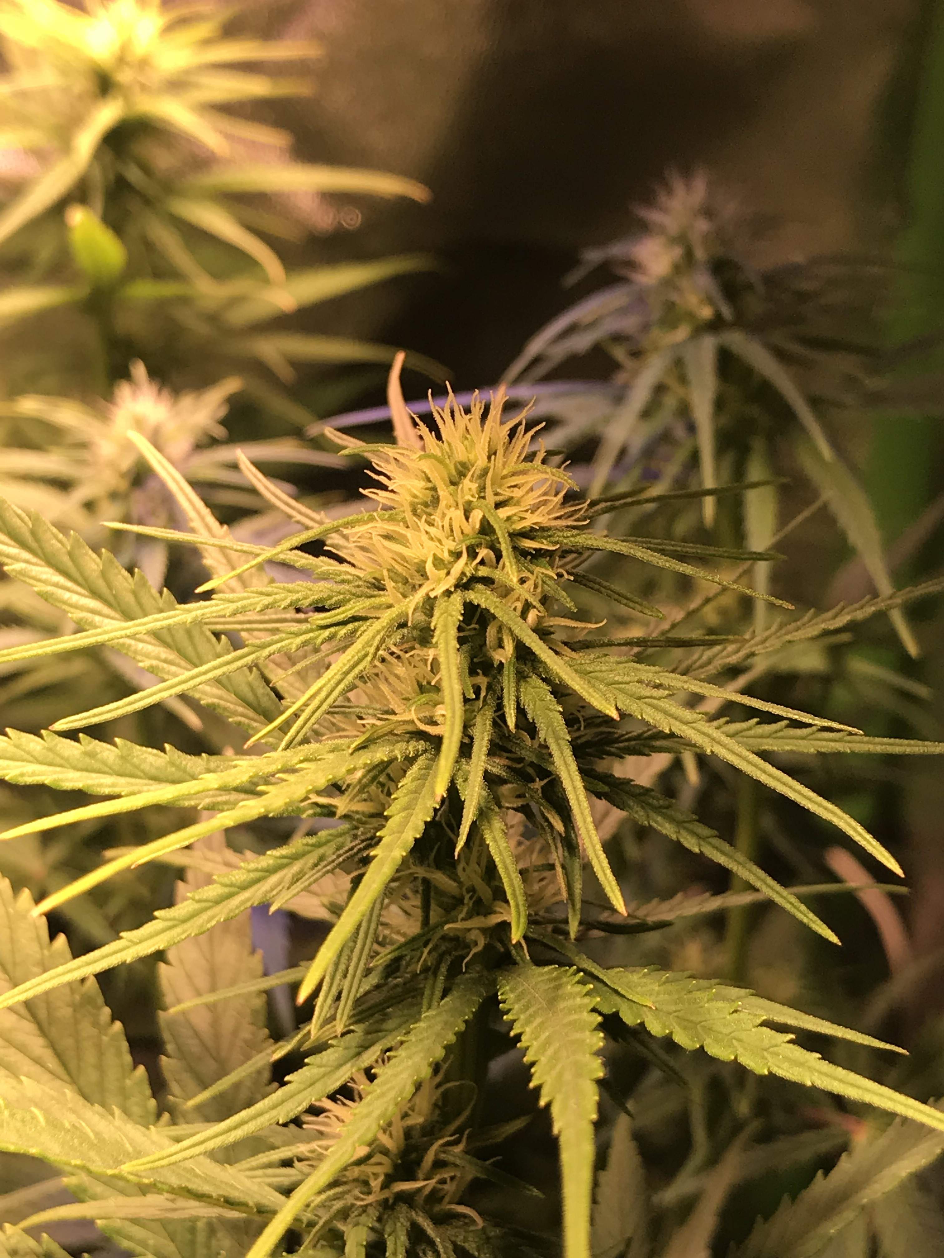 Moby Dick Led Moby Dick Led