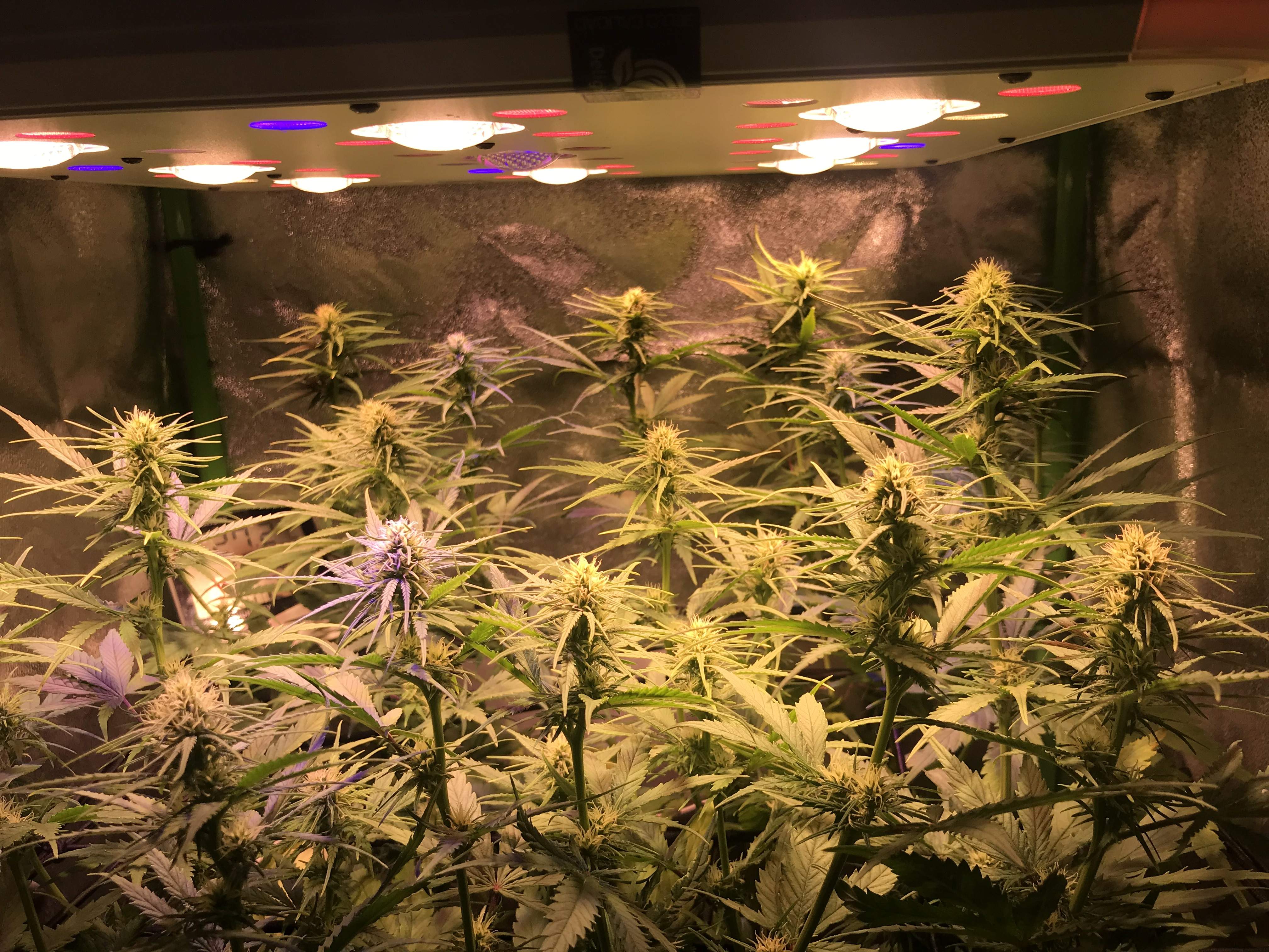 Moby Dick Led Moby Dick Led