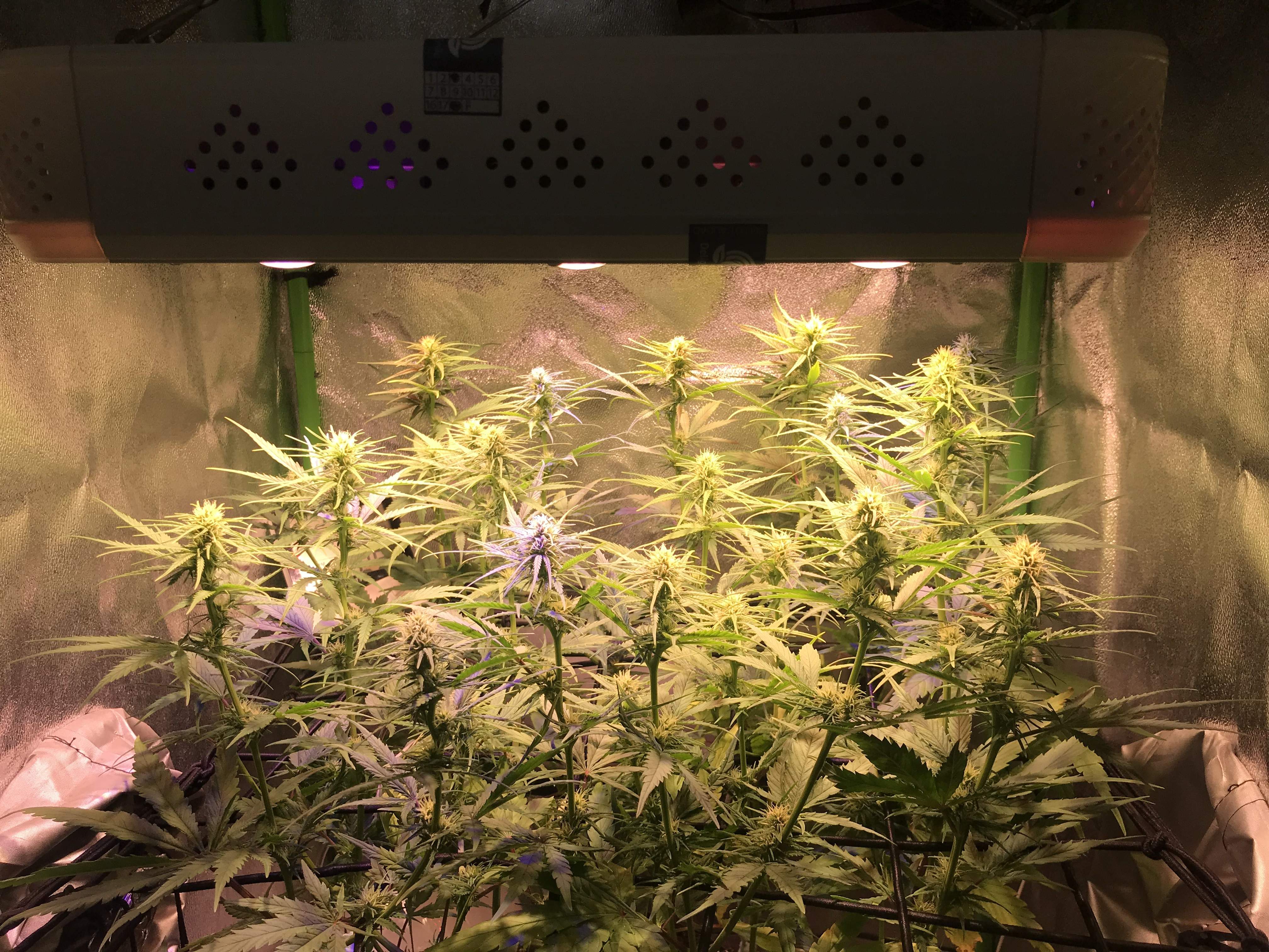 Moby Dick Led Moby Dick Led