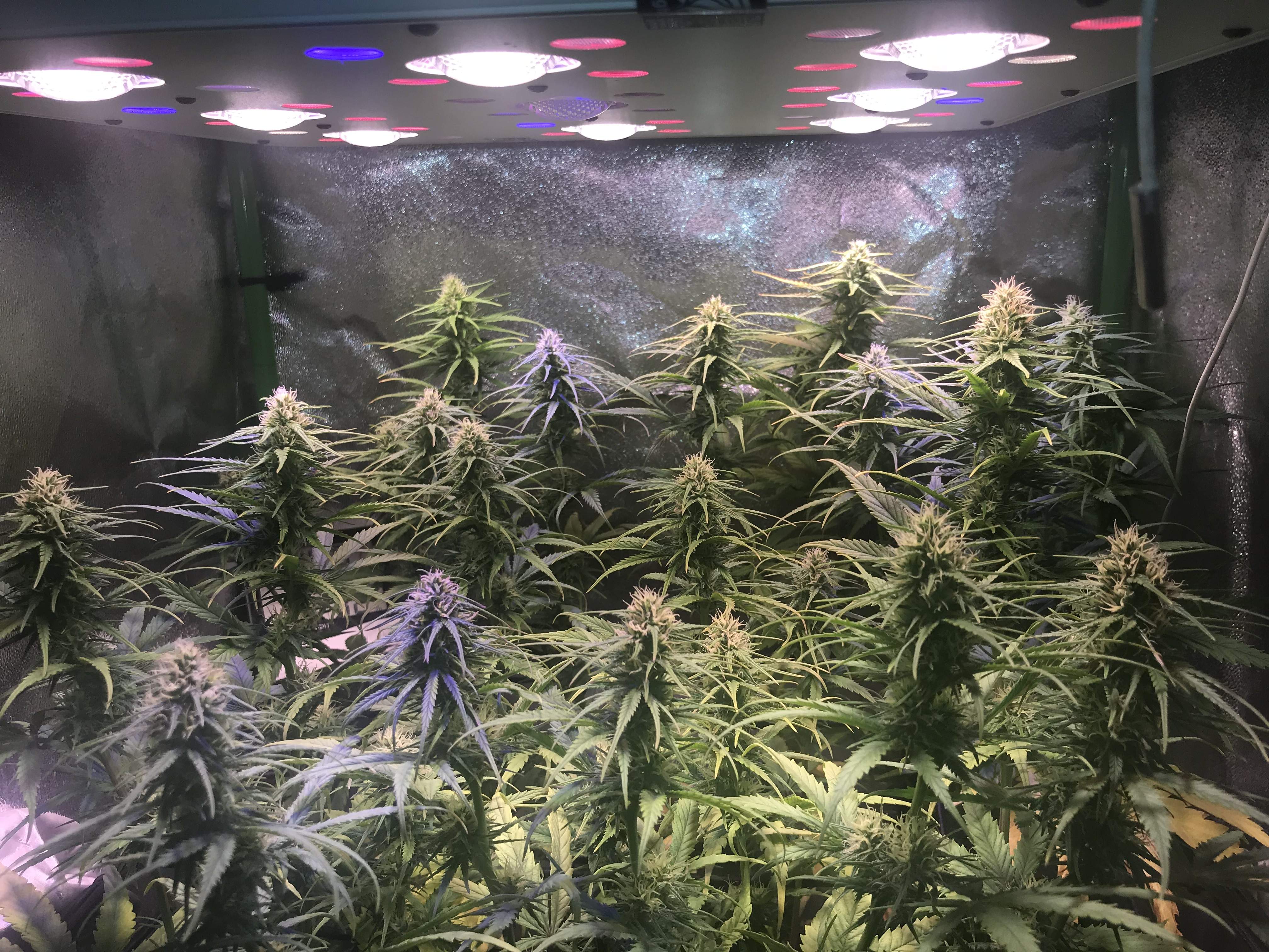 Moby Dick Led Moby Dick Led