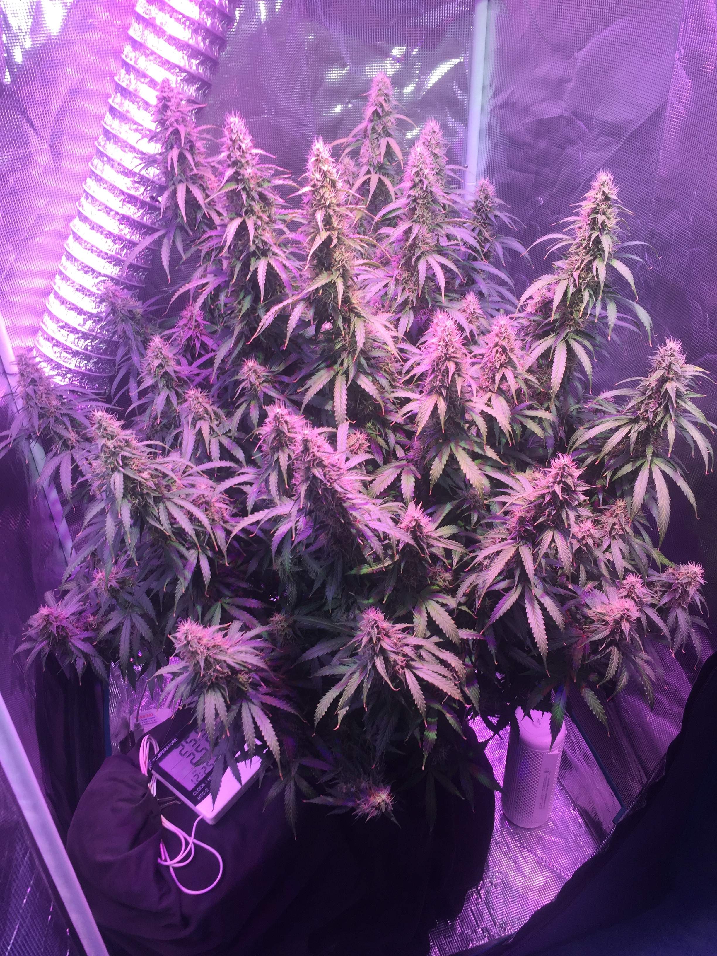 Fast Buds Pineapple Express Auto grow diary (journal) week10 by