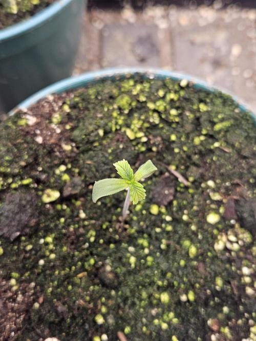 DIVINE OG KUSH. Week 0